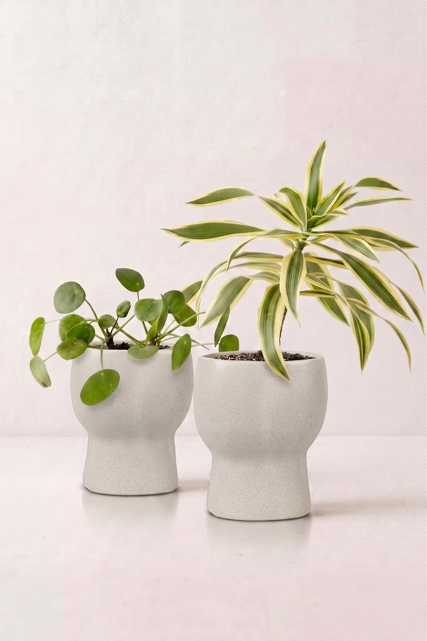 TurtleTales Arbor Craft Rice Husk Indoor Planters (440ml) - Carbon Karma Eco Planter