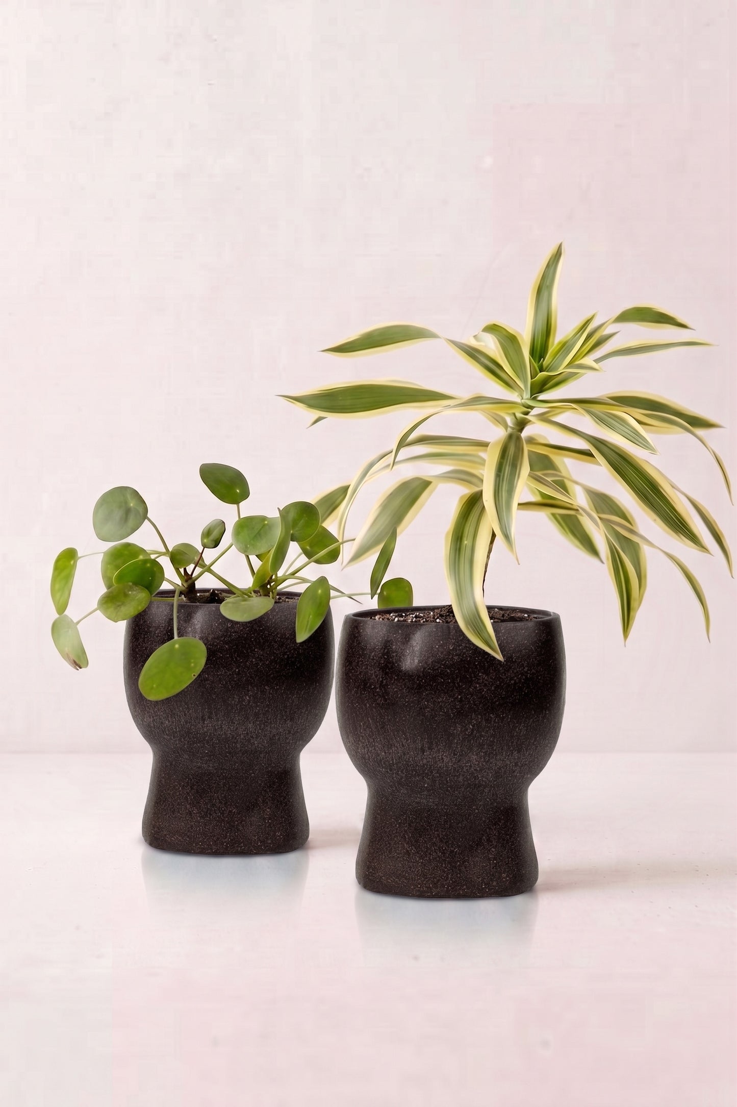 TurtleTales Arbor Craft Rice Husk Indoor Planters (440ml) - Carbon Karma Eco Planter