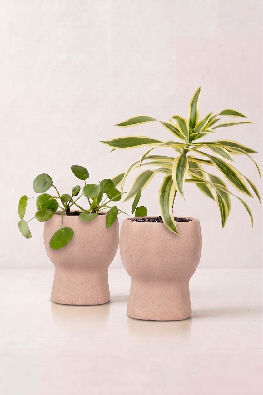 TurtleTales Arbor Craft Rice Husk Indoor Planters (440ml) - Carbon Karma Eco Planter