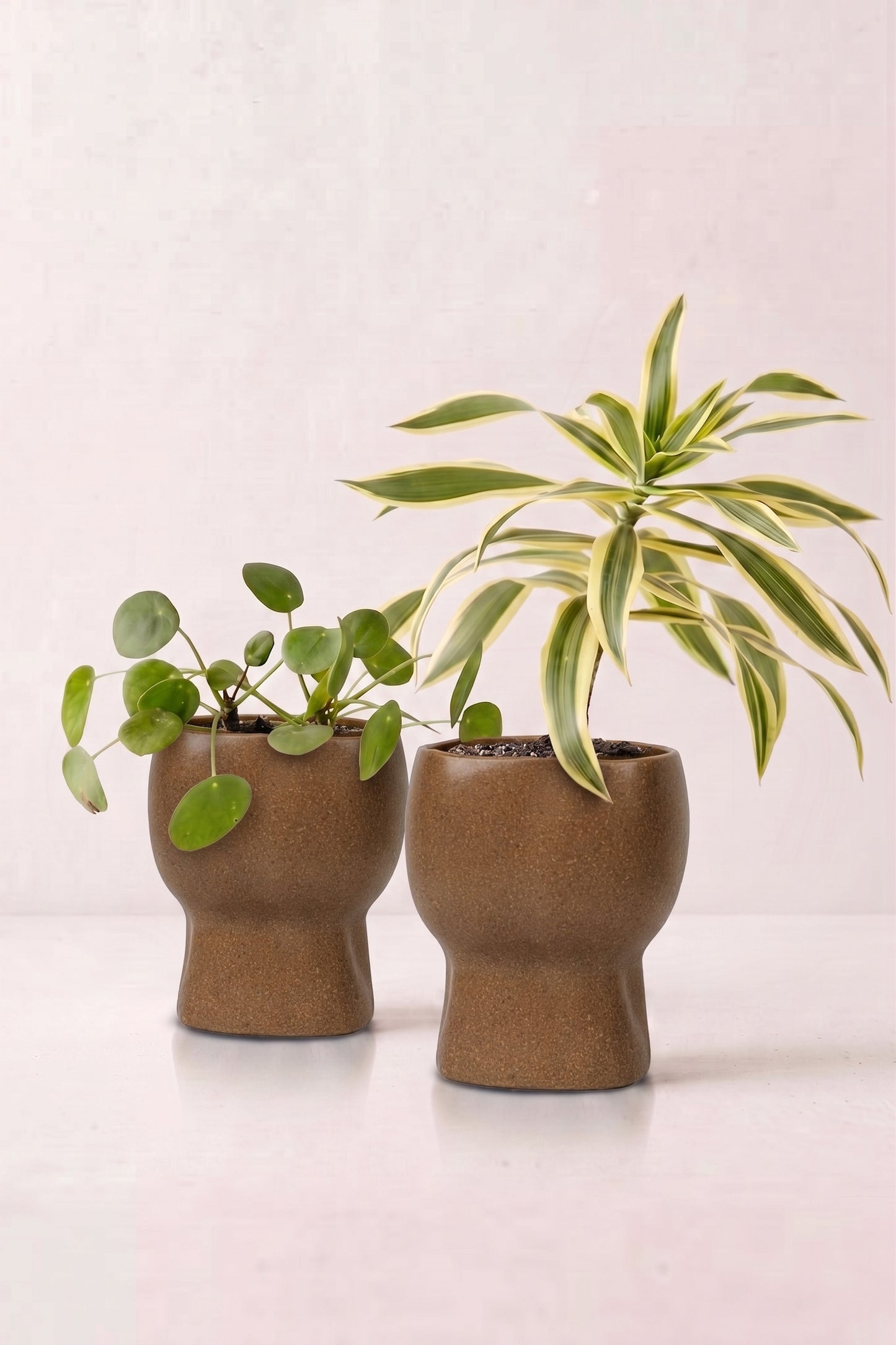 TurtleTales Arbor Craft Rice Husk Indoor Planters (440ml) - Carbon Karma Eco Planter