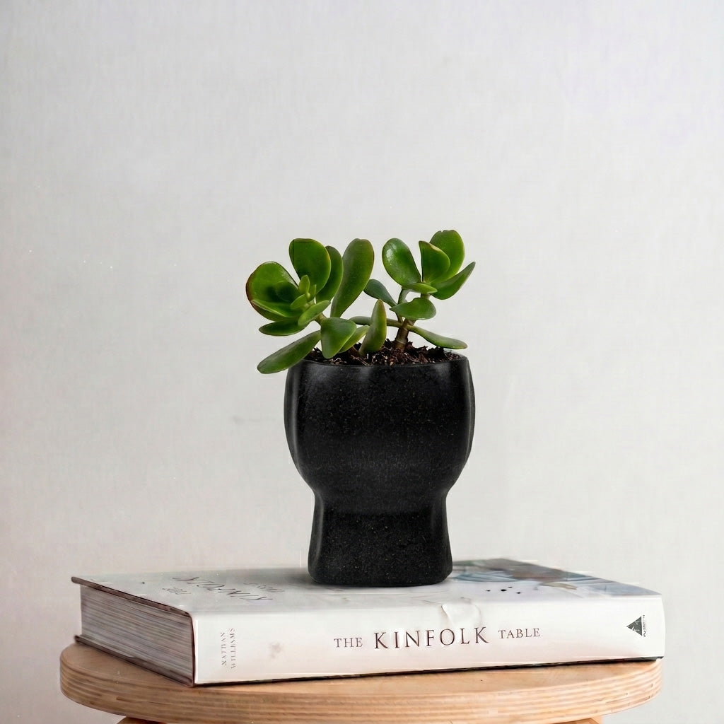 TurtleTales HuskMade Premium Eco Kit - Rice Husk Mug + Planter Gift Set
